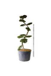 Beukenboom Nothofagus antarctica