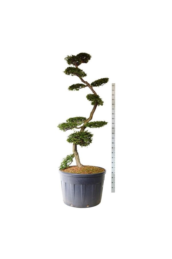 Beukenboom Nothofagus antarctica