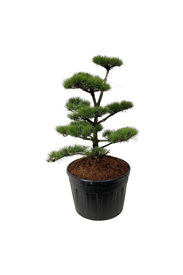 Denneboom Pinus contorta