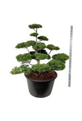 Denneboom Pinus contorta