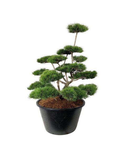 Pinus