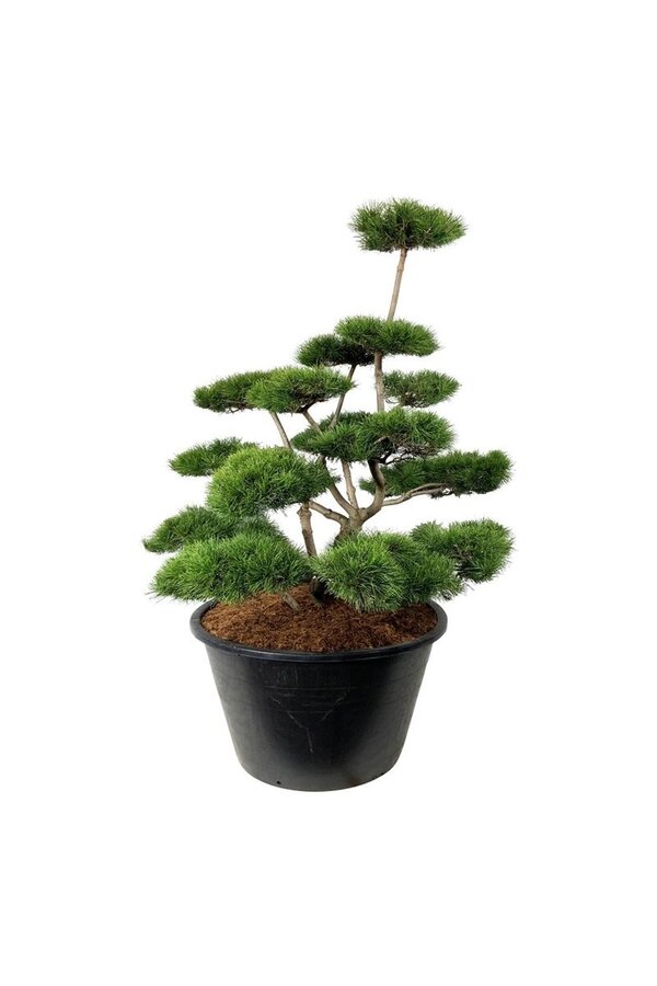 Denneboom Pinus contorta
