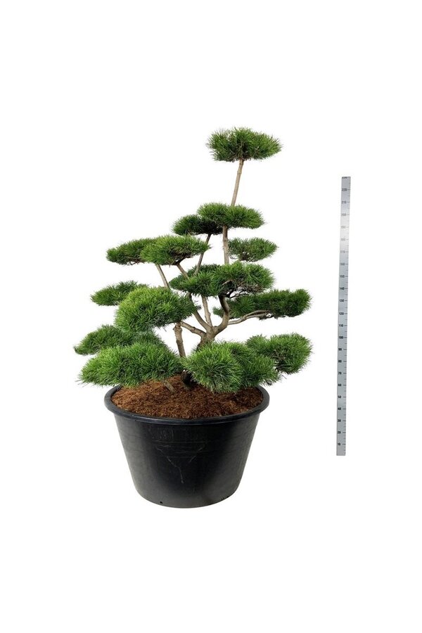 Denneboom Pinus contorta