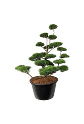 Denneboom Pinus contorta