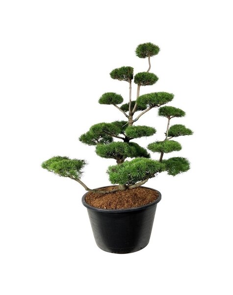 Pinus