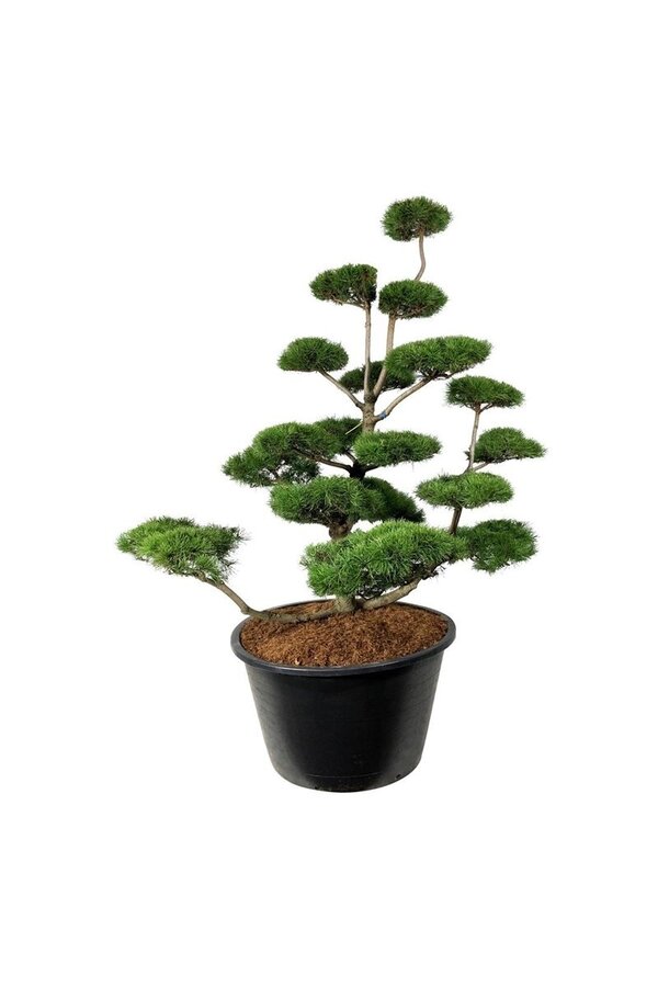 Denneboom Pinus contorta