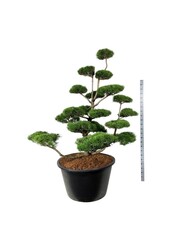 Denneboom Pinus contorta