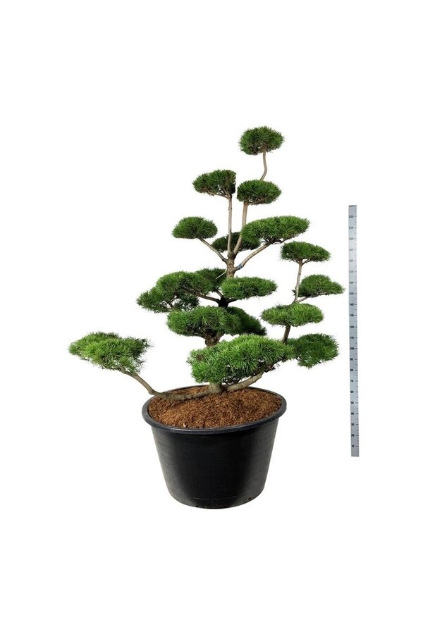 Denneboom Pinus contorta