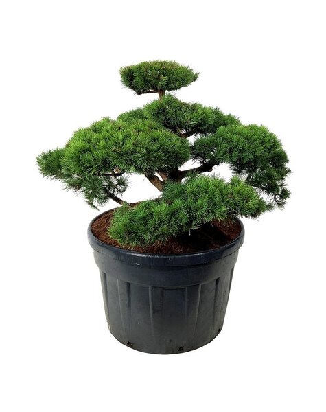 Pinus