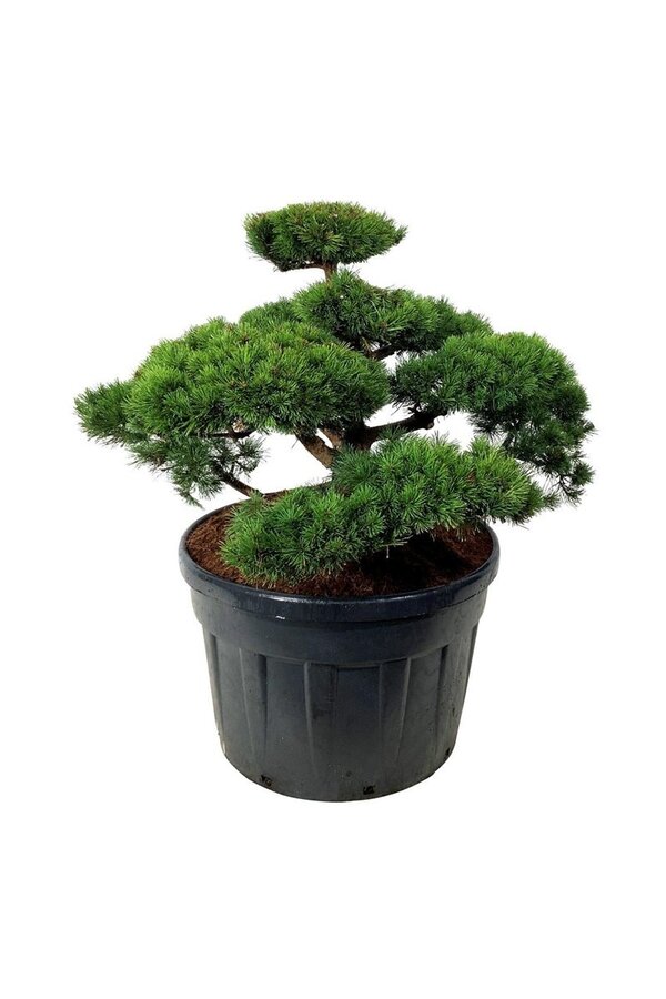 Denneboom Pinus mugo