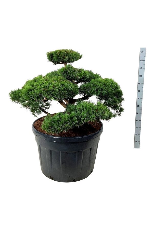 Denneboom Pinus mugo