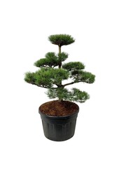 Denneboom Pinus nigra nigra