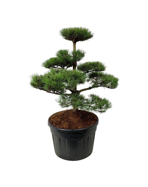 Pinus