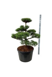 Denneboom Pinus nigra nigra