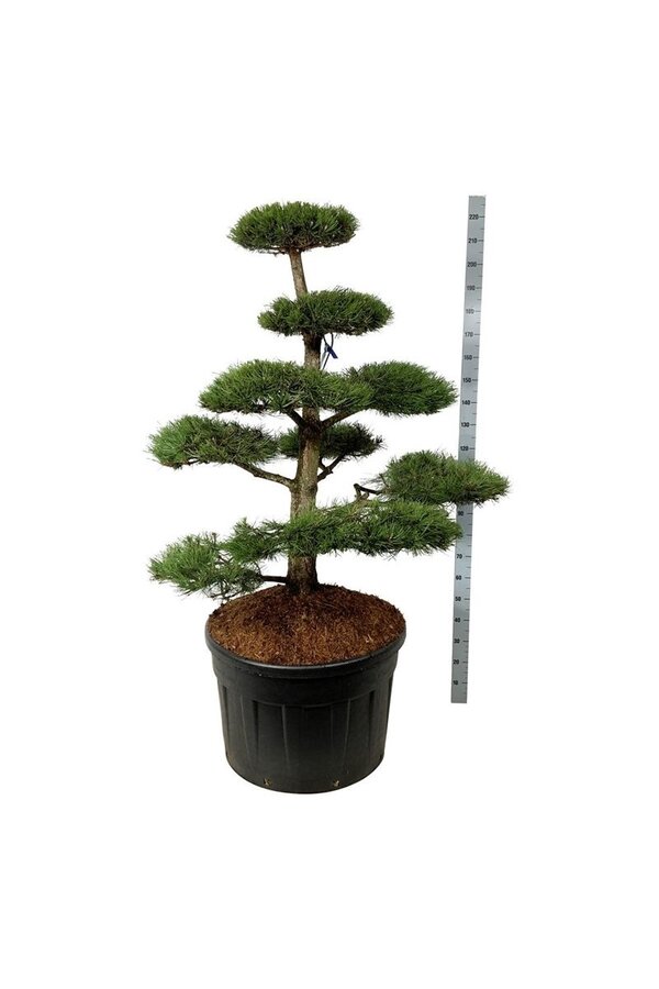 Denneboom Pinus nigra nigra