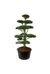 Denneboom Pinus nigra nigra