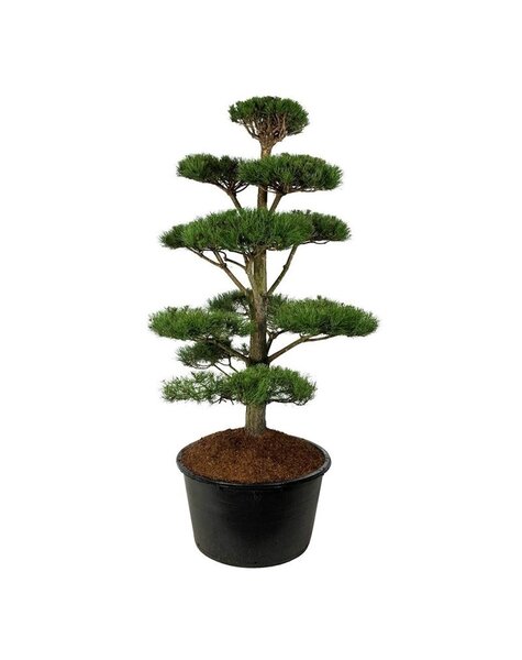 Pinus