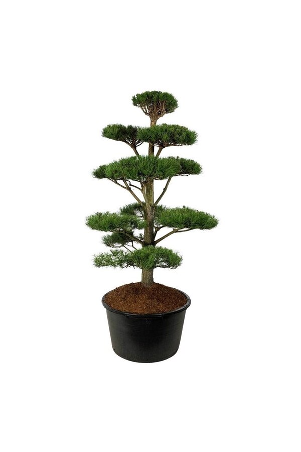 Denneboom Pinus nigra nigra