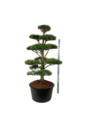 Denneboom Pinus nigra nigra