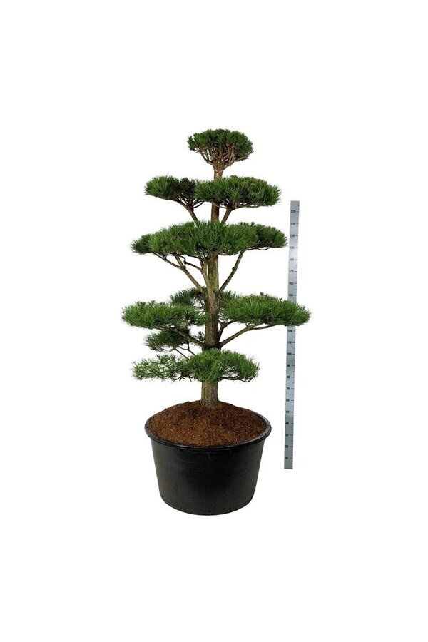 Denneboom Pinus nigra nigra