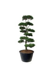 Denneboom Pinus nigra nigra