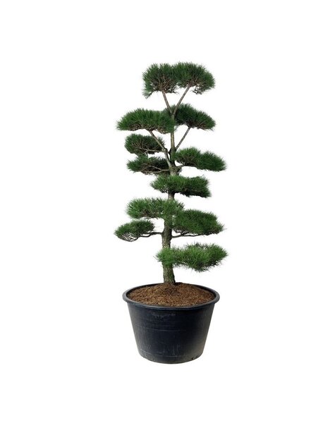 Pinus
