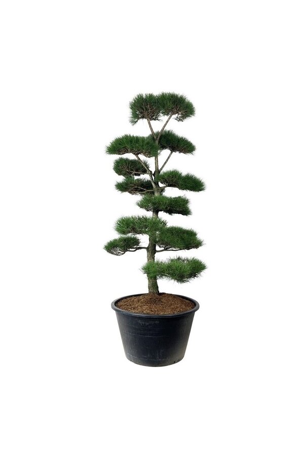 Denneboom Pinus nigra nigra