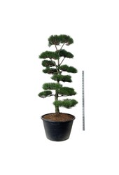 Denneboom Pinus nigra nigra