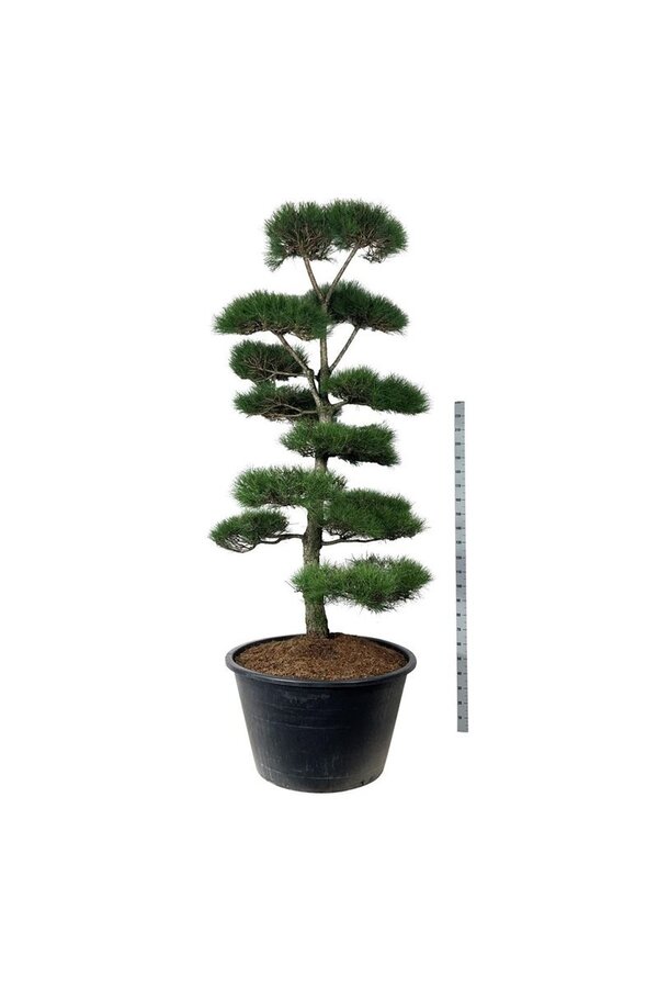 Denneboom Pinus nigra nigra