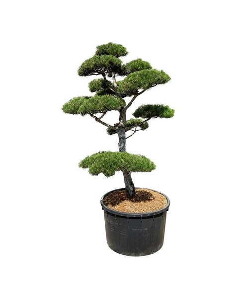 Pinus