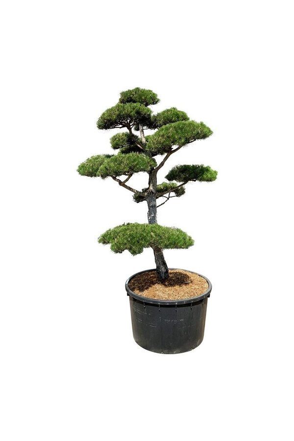 Denneboom Pinus nigra nigra
