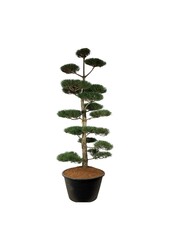 Denneboom Pinus nigra nigra