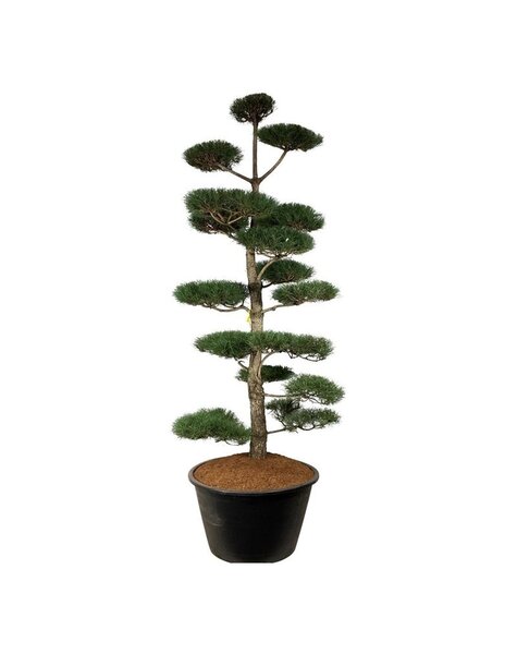 Pinus