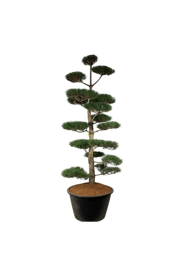 Denneboom Pinus nigra nigra