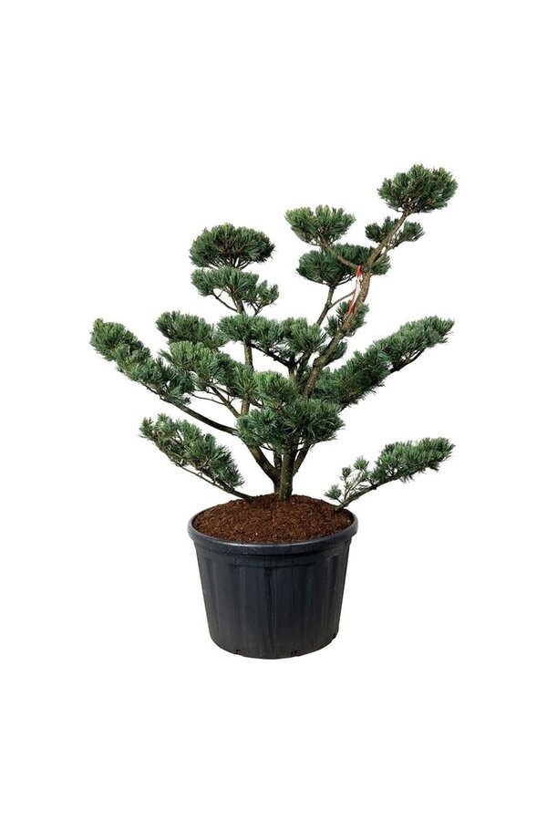 Denneboom Pinus Glauca