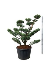 Denneboom Pinus Glauca