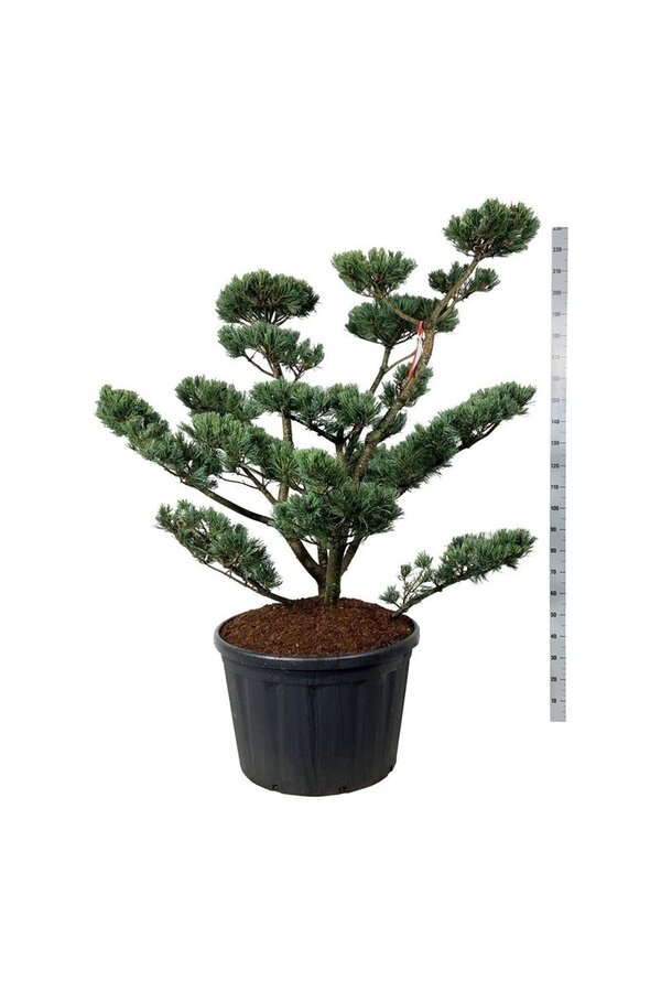 Denneboom Pinus Glauca