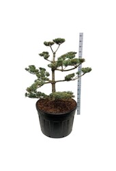 Denneboom Pinus Negishi