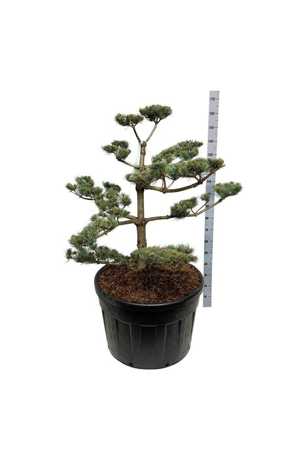 Denneboom Pinus Negishi