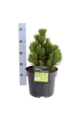 Denneboom Pinus Compact Gem