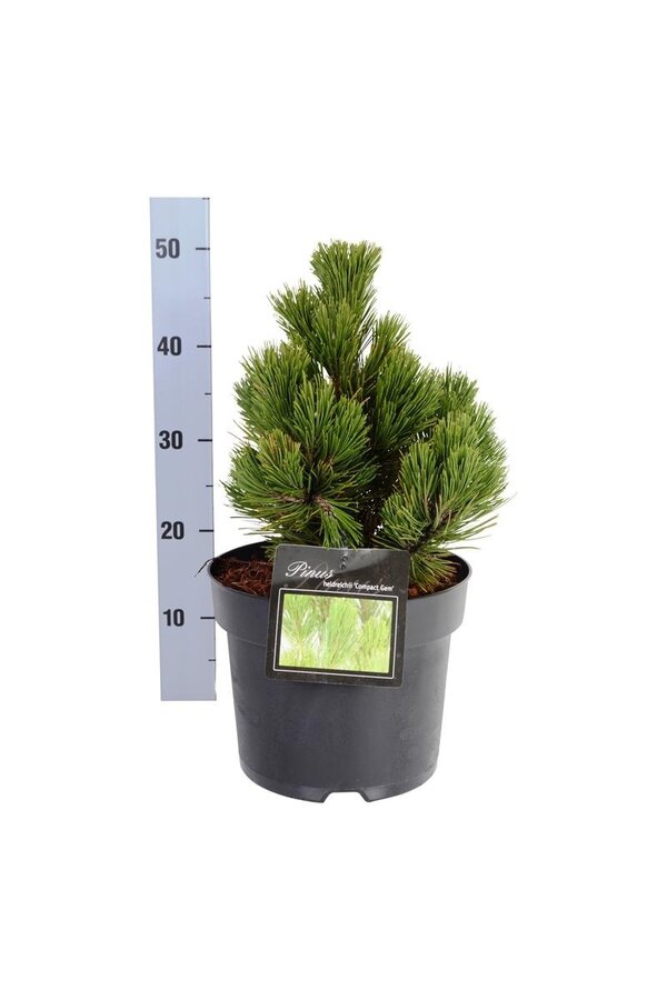 Denneboom Pinus Compact Gem