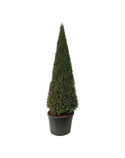 Taxus