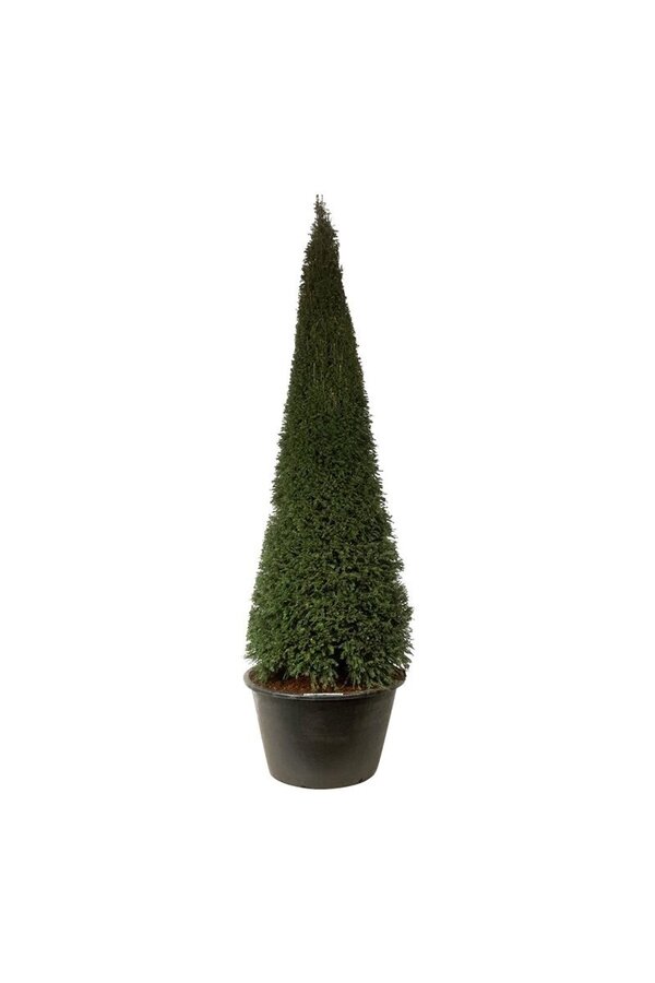 Venijnboom Taxus baccata