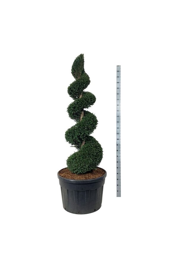 Venijnboom Taxus baccata