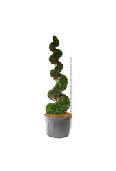 Venijnboom Taxus baccata
