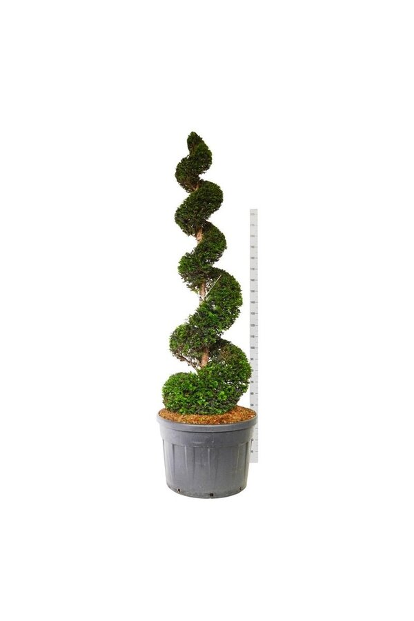 Venijnboom Taxus baccata