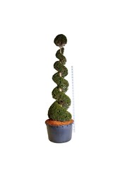 Venijnboom Taxus baccata
