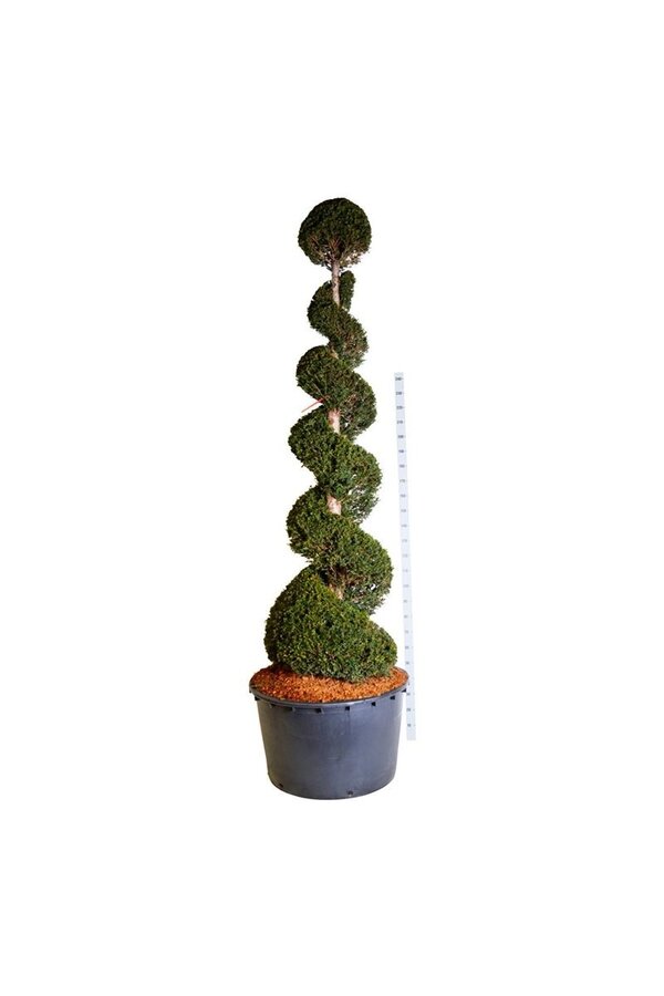 Venijnboom Taxus baccata