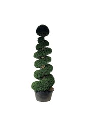Venijnboom Taxus baccata