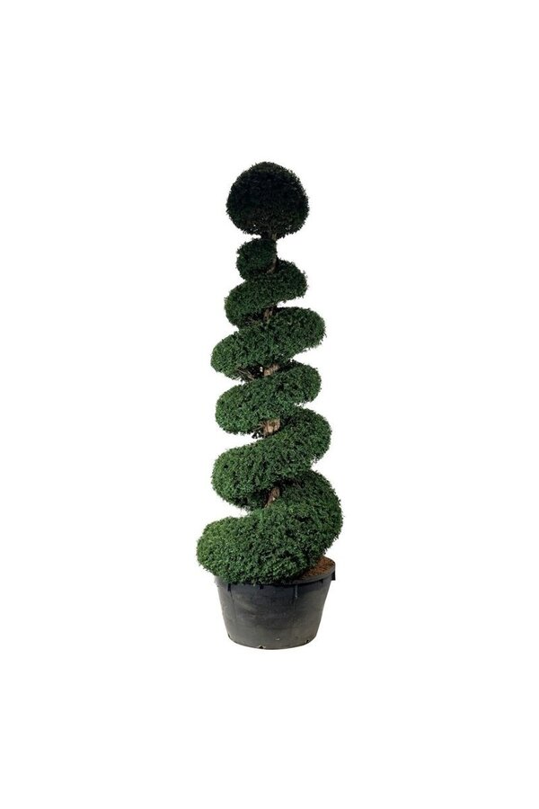 Venijnboom Taxus baccata